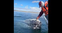 VIDEO Sivi kitovi zatražili pomoć ljudi, htjeli da im skidaju parazite