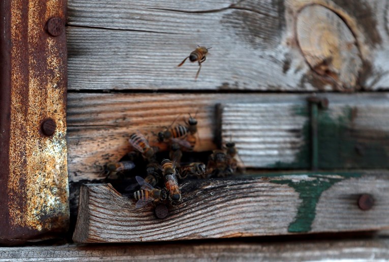 Nestanak pčela potaknut je klimatskim promjenama