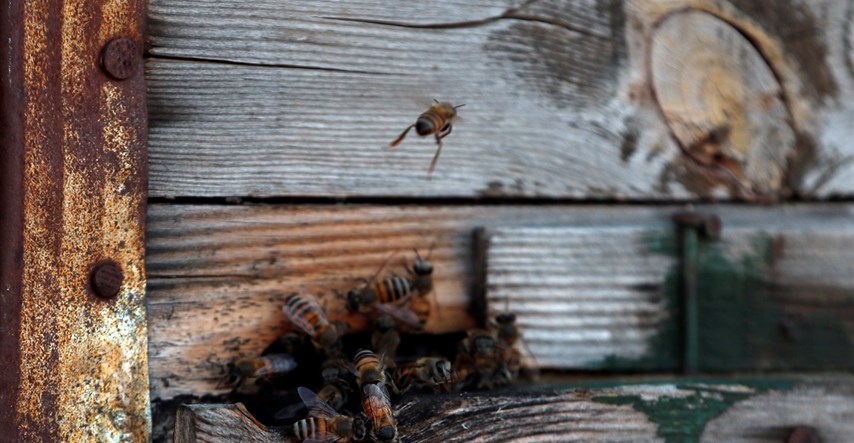 Nestanak pčela potaknut je klimatskim promjenama