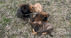 U Velikoj Gorici pronađena četiri štenca. Netko ih je izbacio na ulicu, trebaju dom