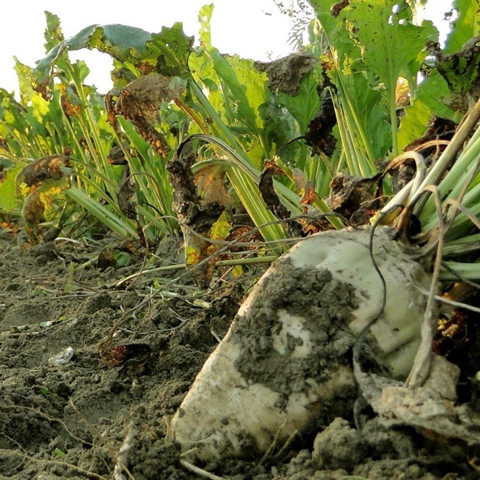 repe Ministar Dabro: Država će pomoći proizvođačima šećerne repe - Index.hr