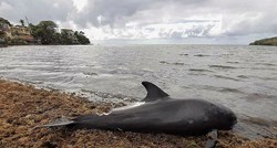 Na plaži na Mauricijusu jučer pronađeno 17 mrtvih delfina, a danas još sedam
