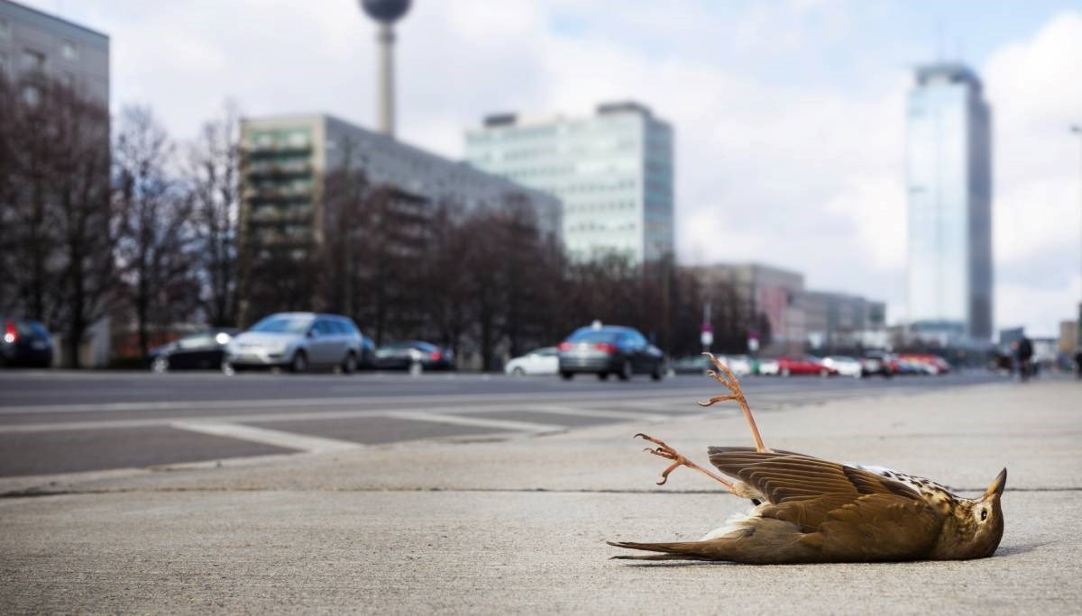 FOTO Ispred bolnice u Španjolskoj odjednom palo 200 mrtvih ptica