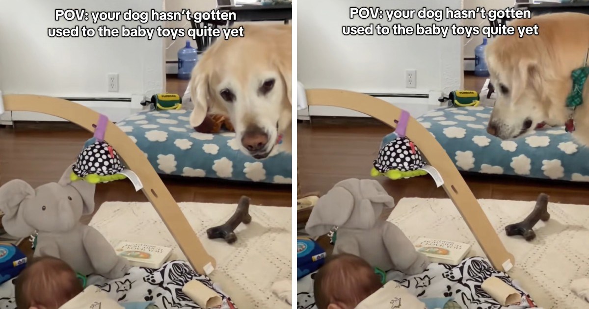 Pas kojeg je zbunila bebina igračka postao je hit na TikToku