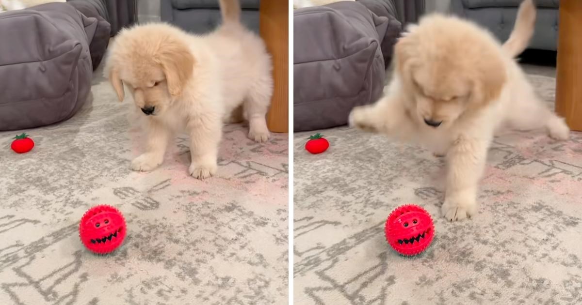 Prva "svađa" štenca retrivera i loptice nasmijala ljude. Pišu: "Napad 100, šteta 0"