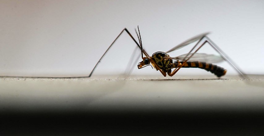 Traje najezda komaraca. Koliko ih ima, kojih, koje bolesti nose i što ih privlači?