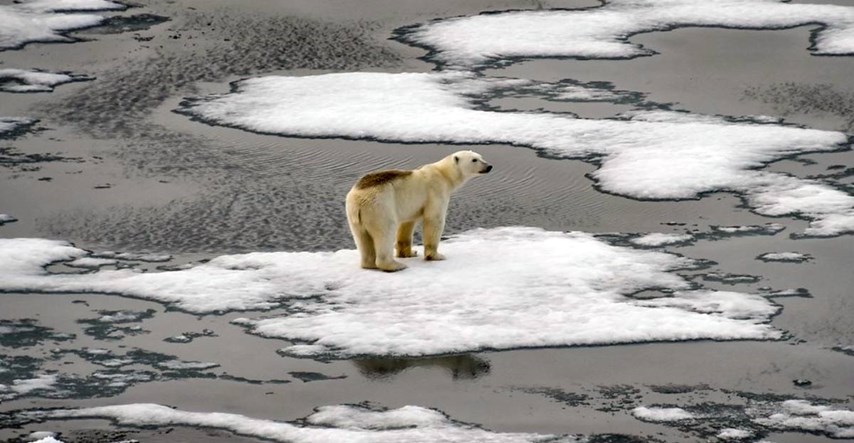 Polarnim medvjedima prijeti smrt od gladi zbog klimatskih promjena