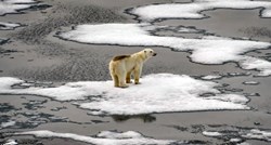 Polarnim medvjedima prijeti smrt od gladi zbog klimatskih promjena