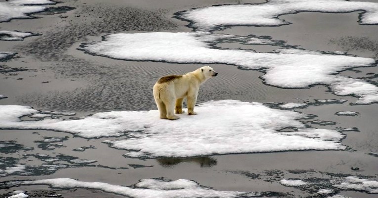 Sve je manje leda, polarnim medvjedima prijeti smrt od gladi