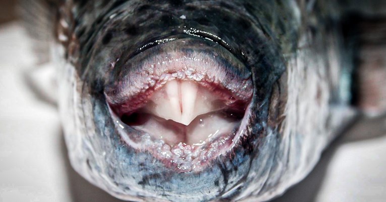 Sve je više invazivnih riba u Jadranu. To predstavlja veliku opasnost za sve 