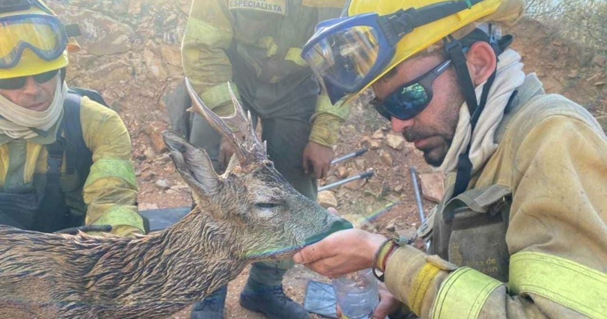 VIDEO Španjolski vatrogasci spasili srndaća iz požara i dali mu vode