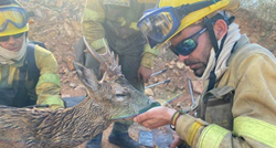 VIDEO Španjolski vatrogasci spasili srndaća iz požara i dali mu vode