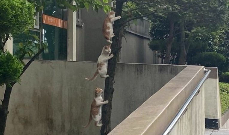 Snimio urnebesnu scenu s tri mačke: "Krenule su u avanturu"