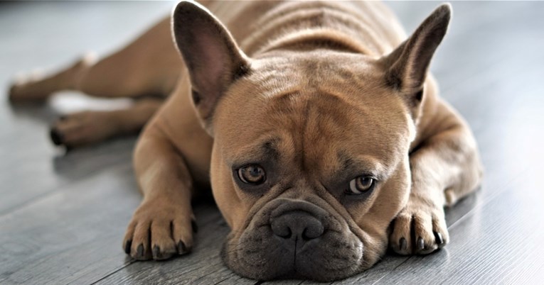 Veterinar otkrio zašto bismo trebali obratiti pažnju na šape svojih pasa