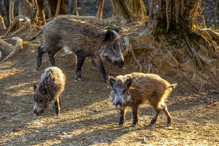 Štete od divljači velik su problem za poljoprivrednike. Mijenja se zakon