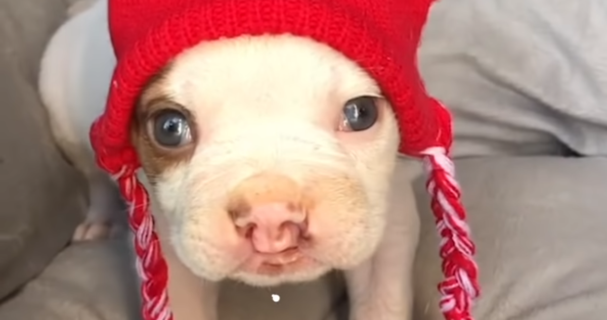 Ove slatke bebe životinje u vama će izazvati najljepše osjećaje