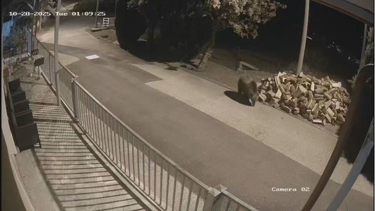 Medvjedi lutaju po malim podvelebitskim mjestima, stanovnici u strahu