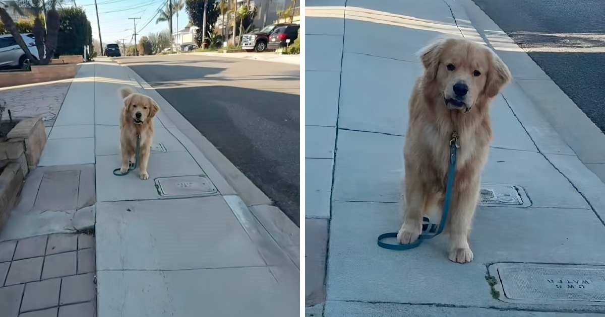 Vlasnica namjerno ispustila povodac u šetnji, reakcija njezinog psa iznenadila je sve