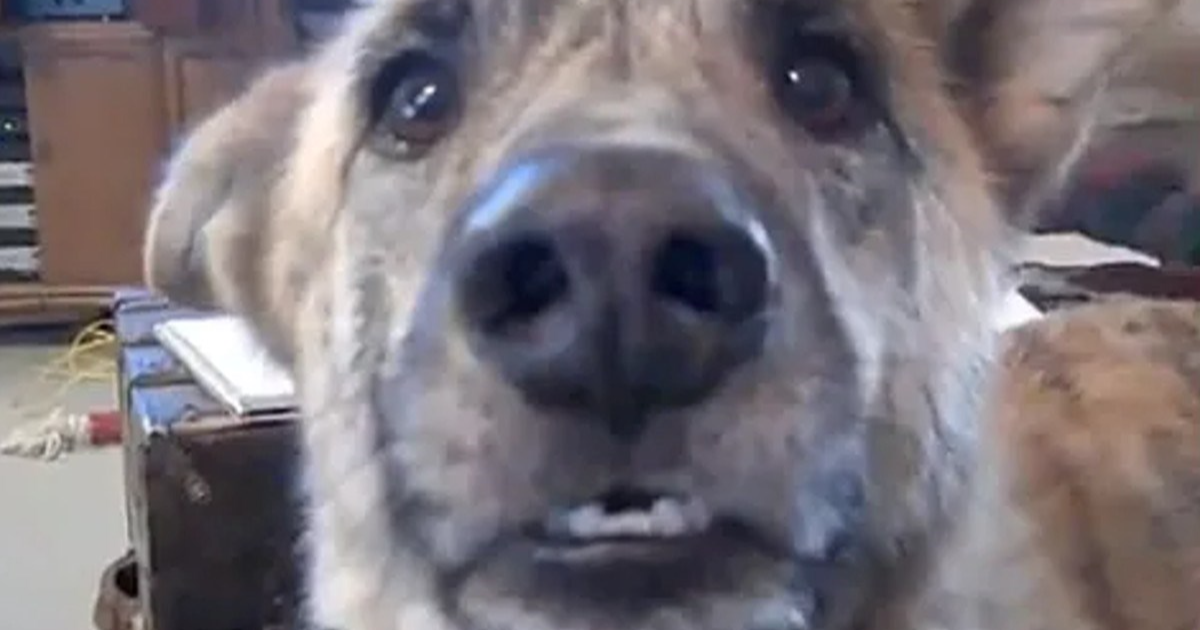 Vlasnik rekao psu da je sve poslastice dao mački. Video pregledan 200 milijuna puta