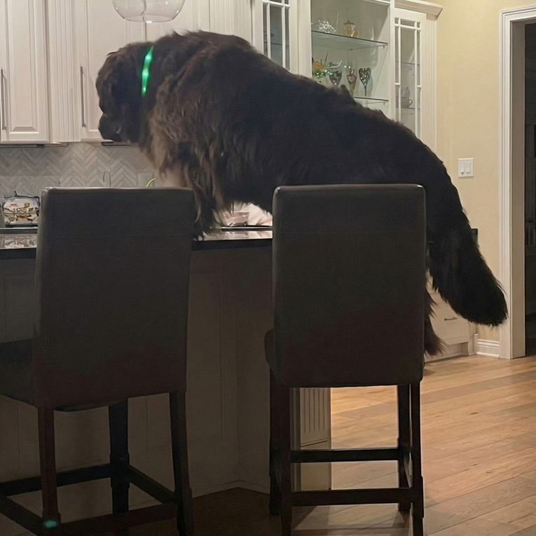 Veliki pas nije svjestan da je kamera upaljena i izvodi svoj lukavi trik