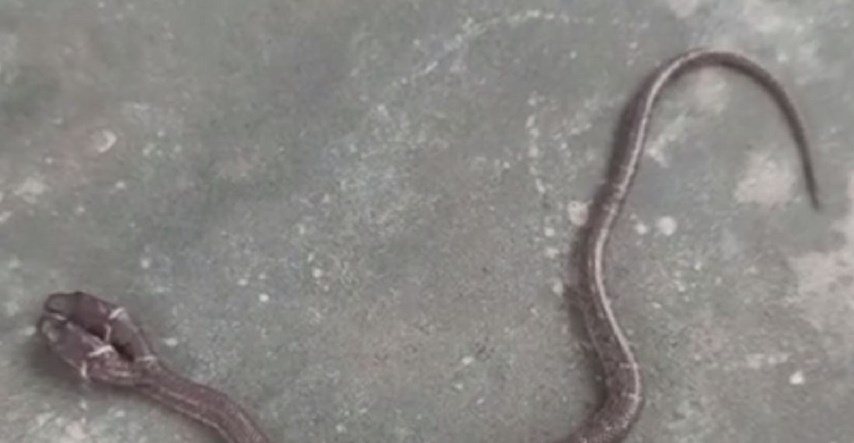 Našao zmiju kakva se rijetko viđa, a u nekim kulturama vjeruju da donosi katastrofu