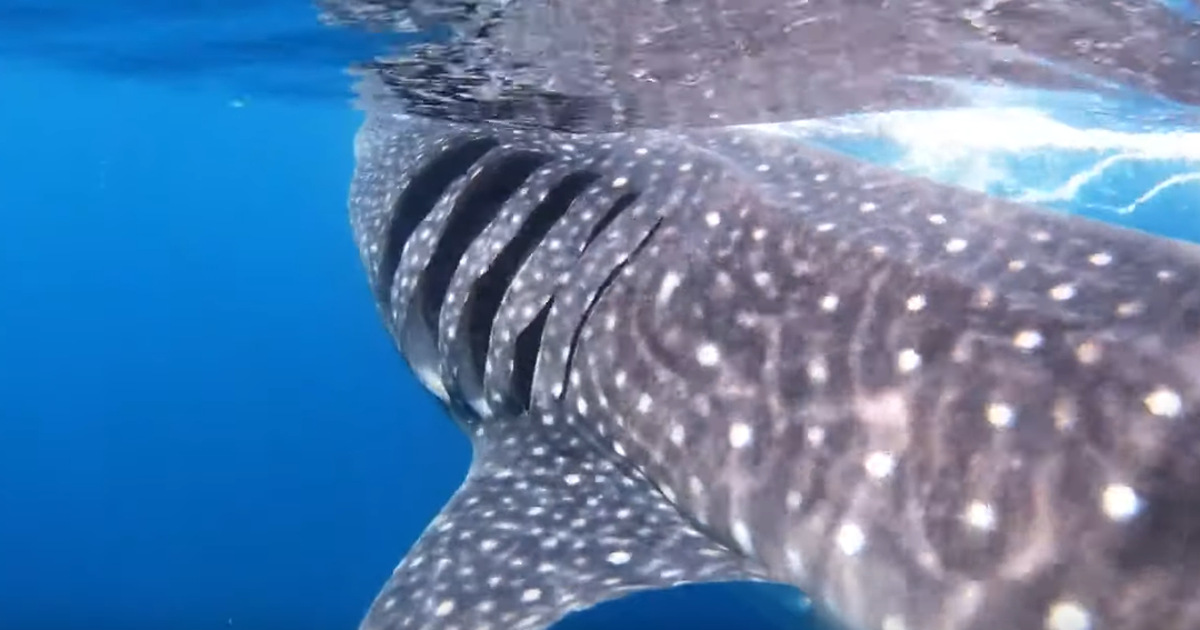 Fotograf doživio čudo, zaplivao s najvećom živućom ribom na svijetu