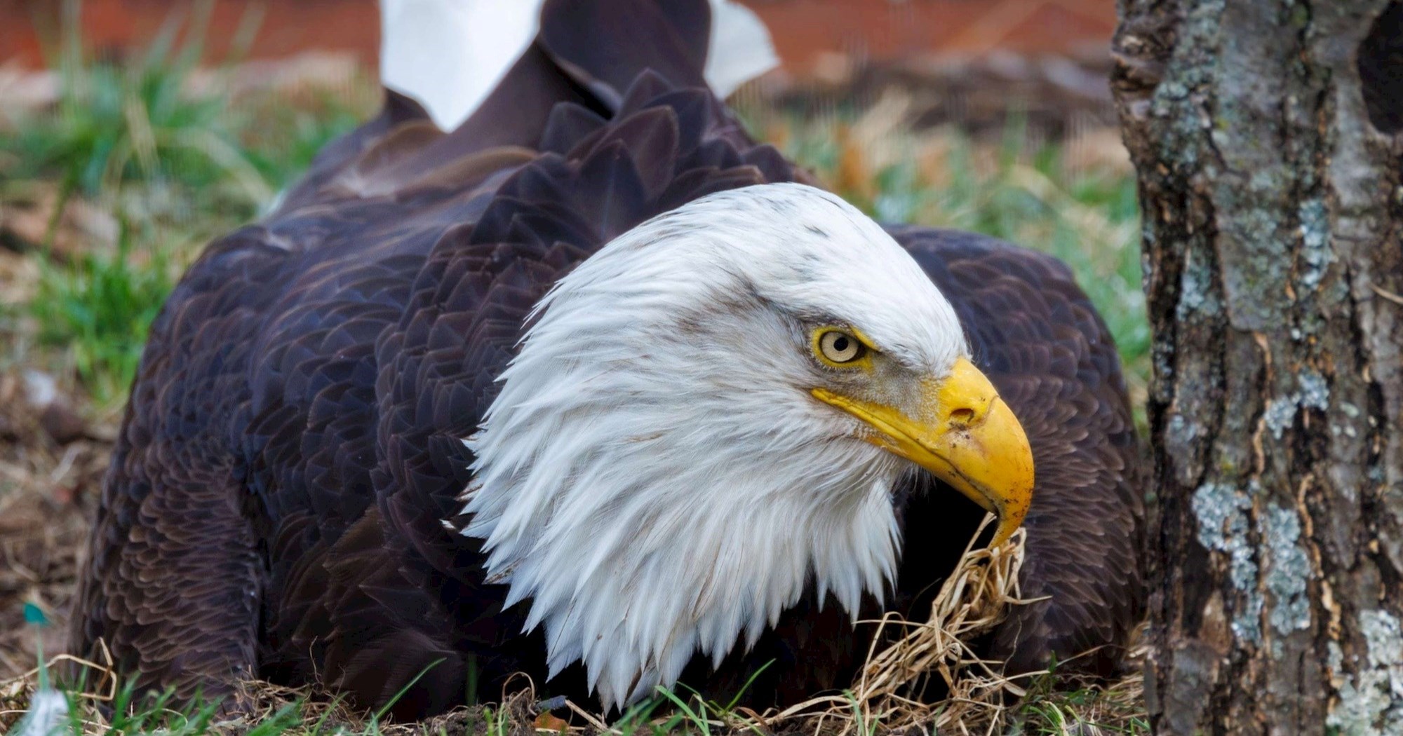 S 33 godine uginuo orao koji je toliko htio biti tata da je "posvojio" kamen