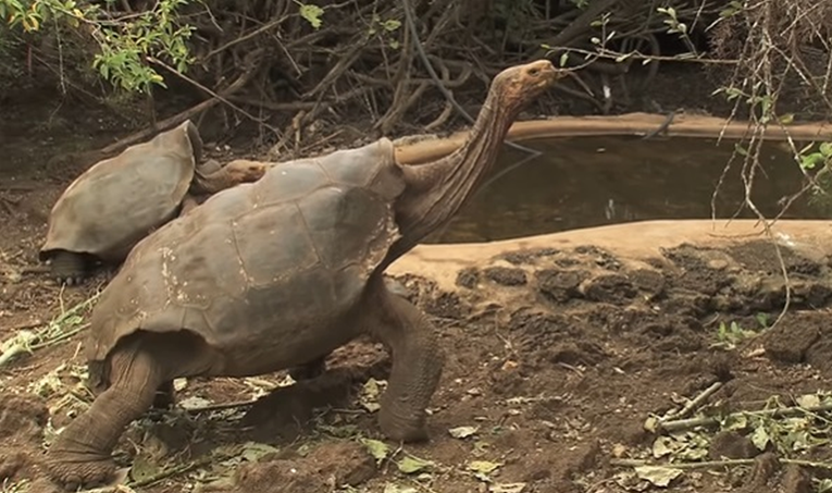 Diego, kornjača čiji je snažni libido spasio vrstu od izumiranja, ide u mirovinu