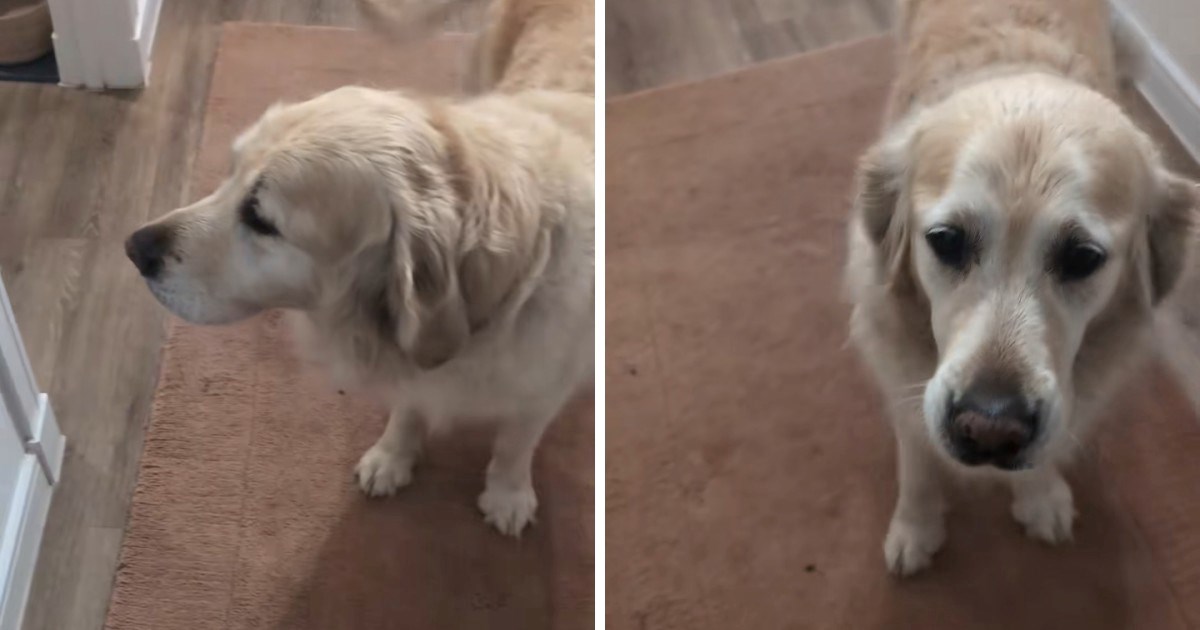 Žena je slučajno stala na šapu svoje retriverice, njezina reakcija postala je viralna