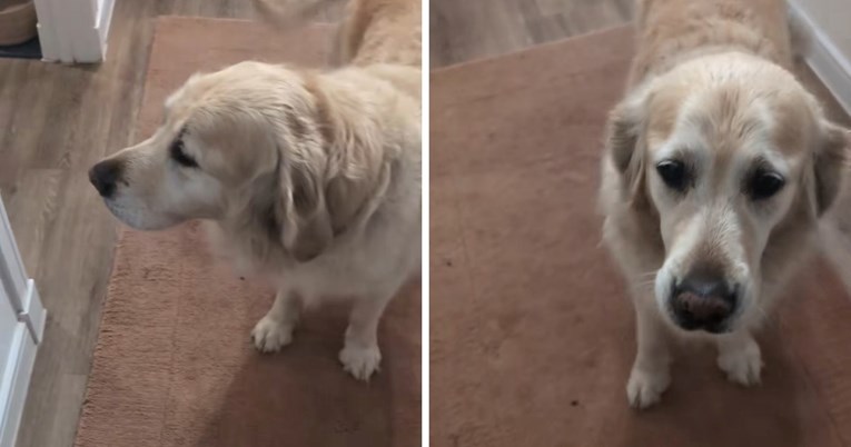 Žena je slučajno stala na šapu svoje retriverice, njezina reakcija postala je viralna
