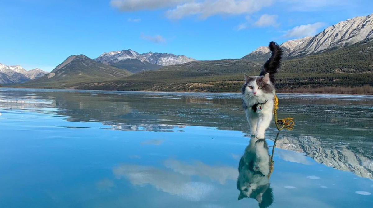 Mačak Gary je istinski avanturist. Pogledajte kako planinari, skija, kliže, pliva...