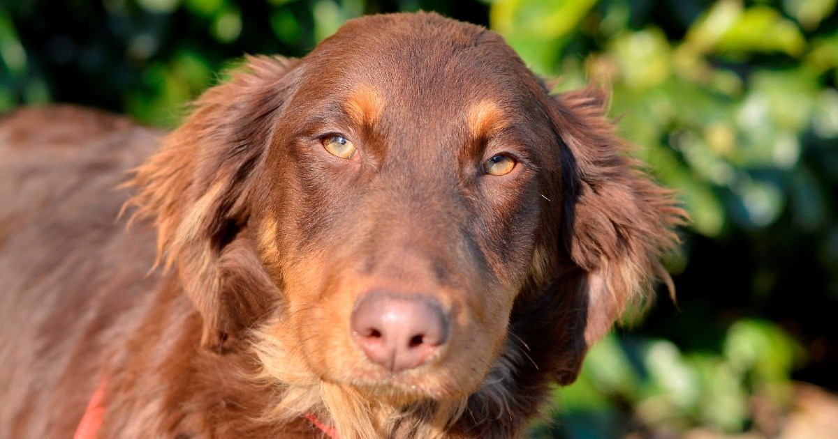 Beatriz ima samo pet mjeseci, a već se nalazi u skloništu. Možemo li joj pomoći?