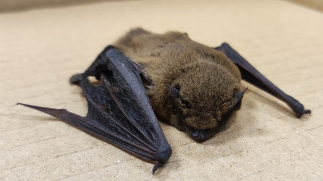 Rekordna godina: U Zagrebu prošle godine zbrinute 1743 divlje životinje