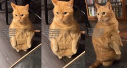 Žena udomila mačka koji je kopija Garfielda i obožava stajati na stražnjim nogama