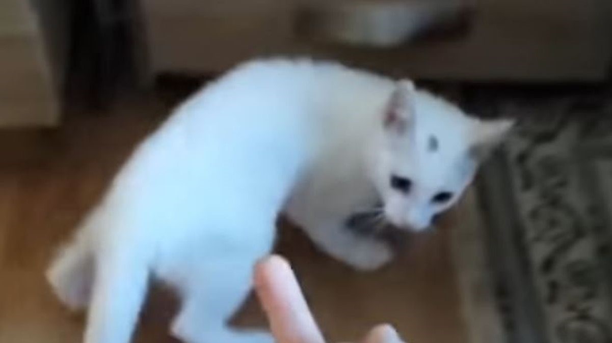 Pokazali su srednji prst mačkama da vide njihovu reakciju pa zažalili