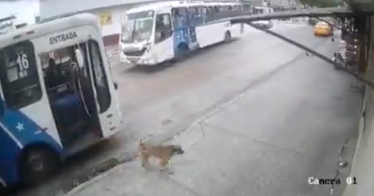 Pas sjeo u autobus i otišao iznenaditi vlasnicu na poslu