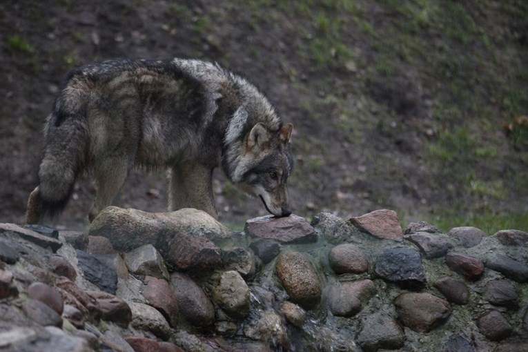 Pobjegao vuk iz zoološkog vrta u Tokiju. Brzo je uhvaćen