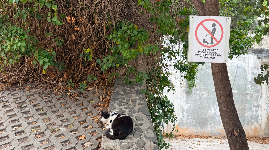 Splićani poslali poruku pijanim turistima: "Ne urinirajte, tu žive mačke"