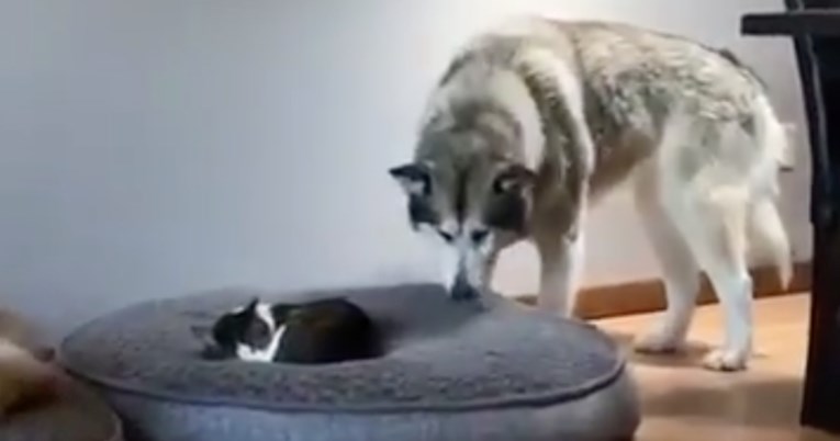 Mačka legla malamutu u krevet, njegova reakcija rastopila je internet