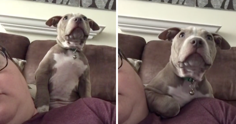 Sa štenetom pit bula gledao horor pa snimio njegove reakcije