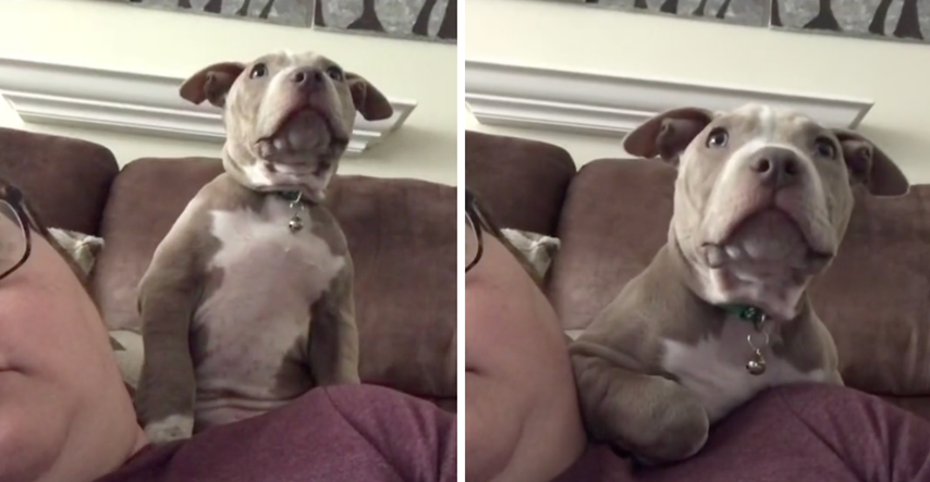 Sa štenetom pit bula gledao horor pa snimio njegove reakcije