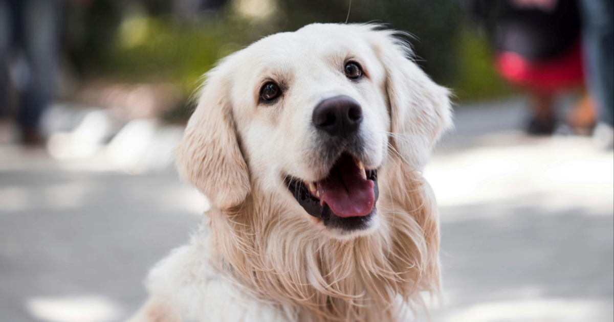 Kako prepoznati da pas ima problema sa zglobovima