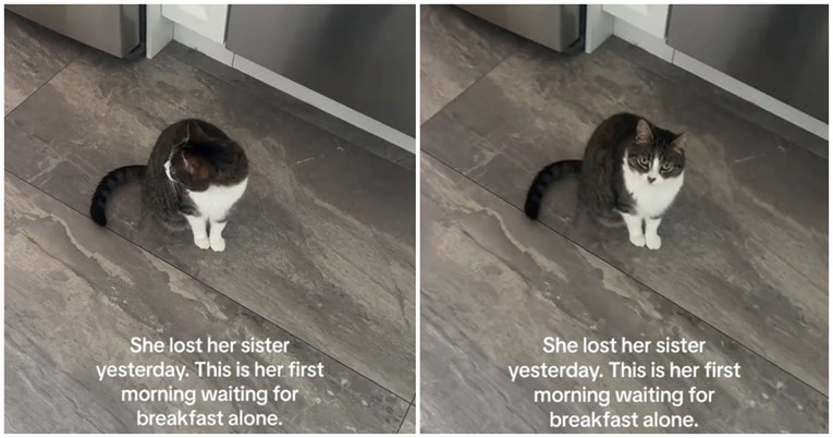 Mačka ostala bez svoje najbolje prijateljice, njezina reakcija slama srca
