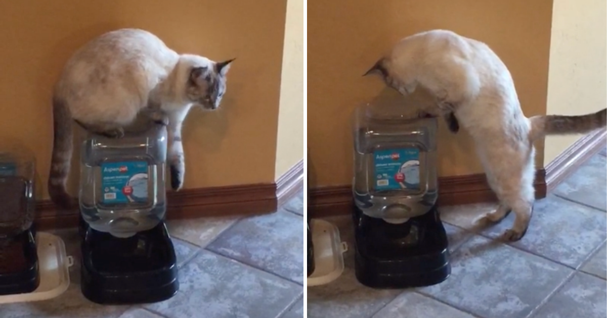 Mački kupili dispenzer za vodu, jasno je da ga prvi put koristi