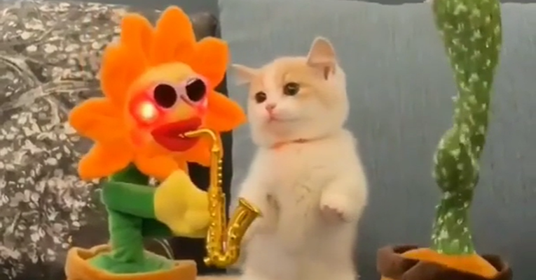 VIDEO Mačak se zbunio kad su pored njega zaplesale igračke suncokret i kaktus