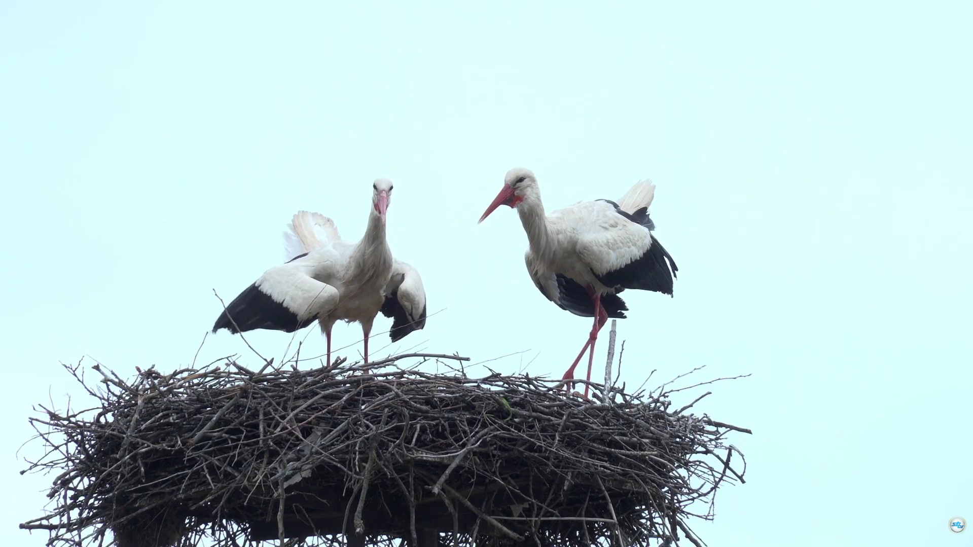 VIDEO Klepetan se vratio s novom partnericom