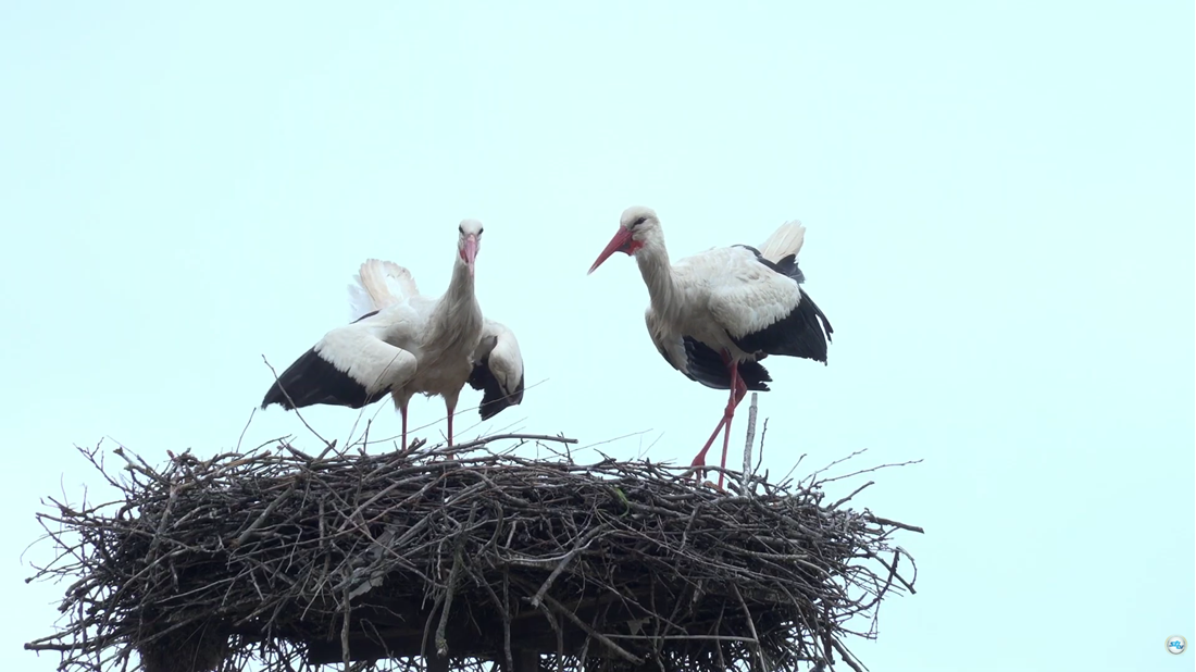 VIDEO Klepetan se vratio s novom partnericom