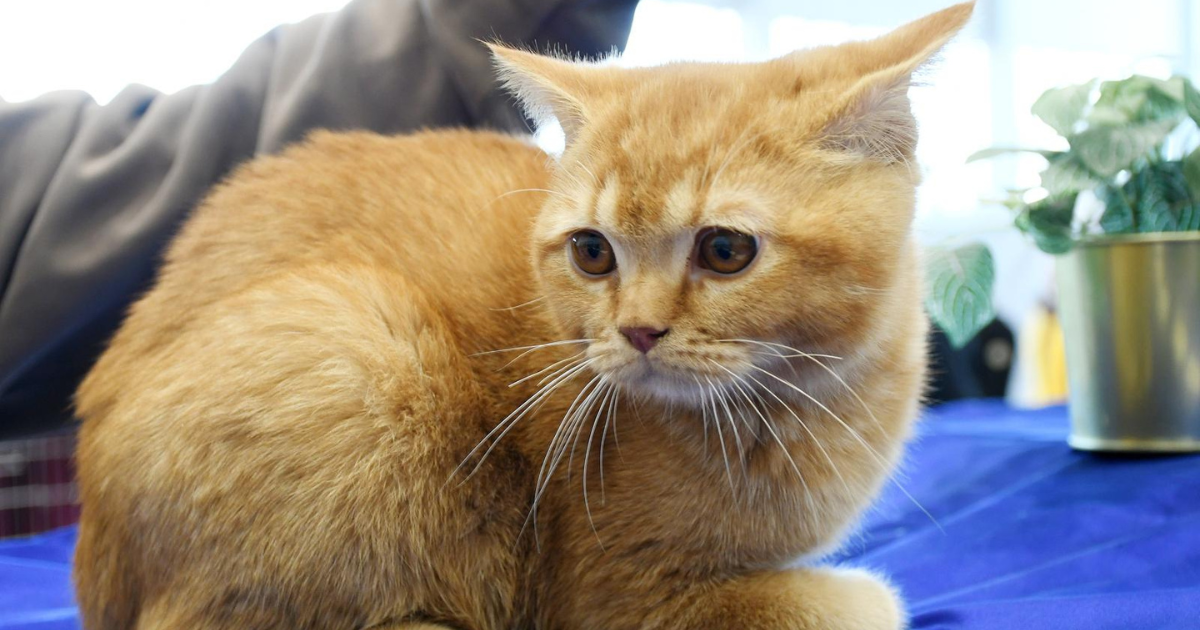 FOTO Gomila fotki preslatkih mačaka na izložbi u Sisku