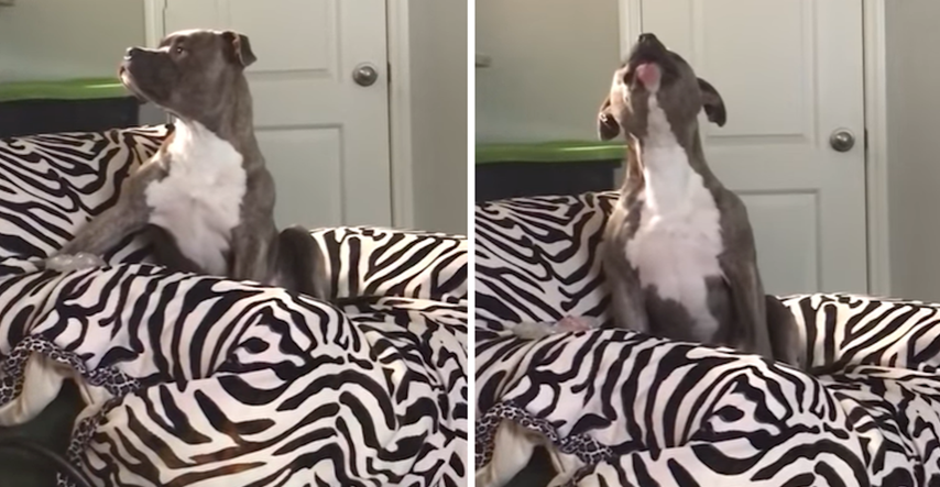 Pas poludi od sreće kad čuje svoju omiljenu pjesmu, njegovo "pjevanje" je hit