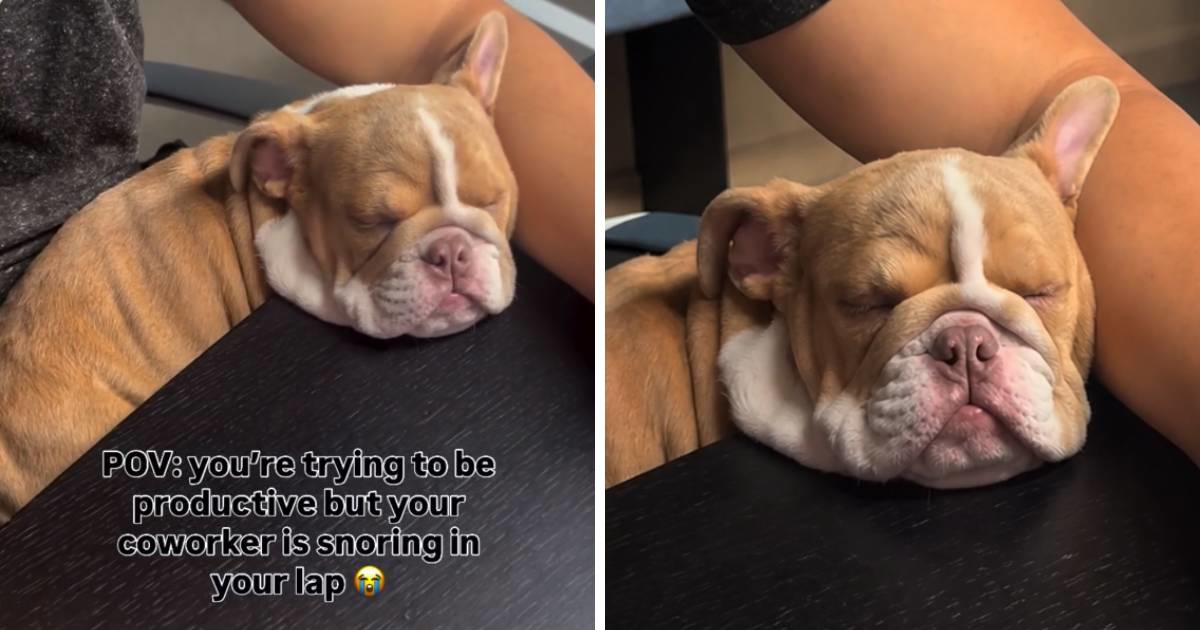 "Kolegica ti hrče u krilu": Buldogica Vinyl oduševila je ljude na internetu 🥰